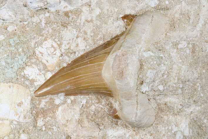 Otodus Shark Tooth Fossil in Rock - Eocene #174172